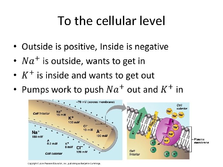 To the cellular level • 