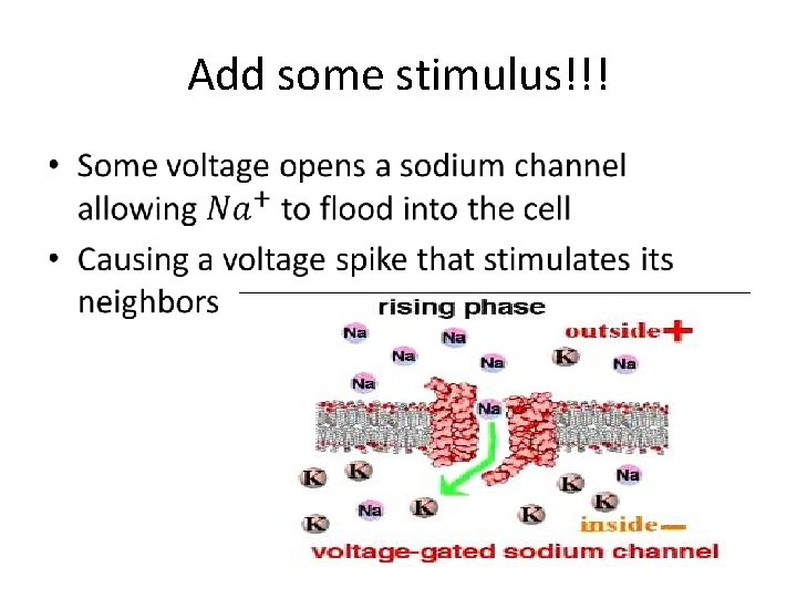 Add some stimulus!!! • 