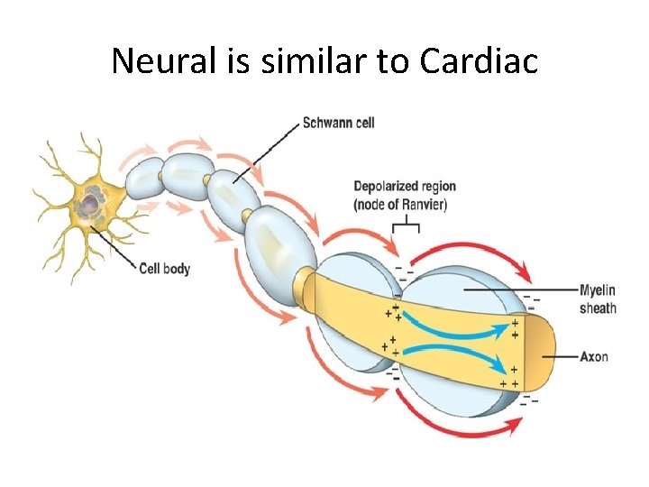 Neural is similar to Cardiac 
