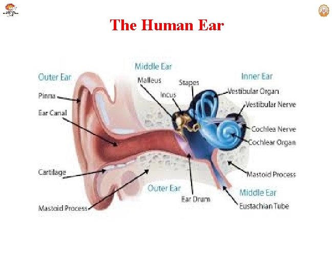 The Human Ear 