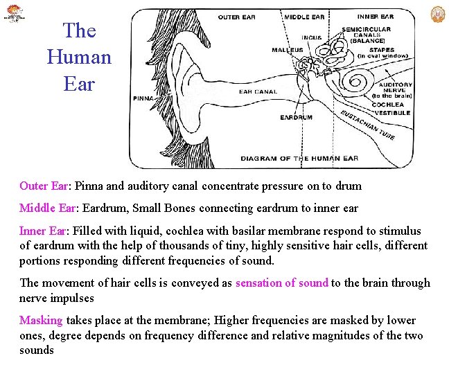 The Human Ear Outer Ear: Pinna and auditory canal concentrate pressure on to drum