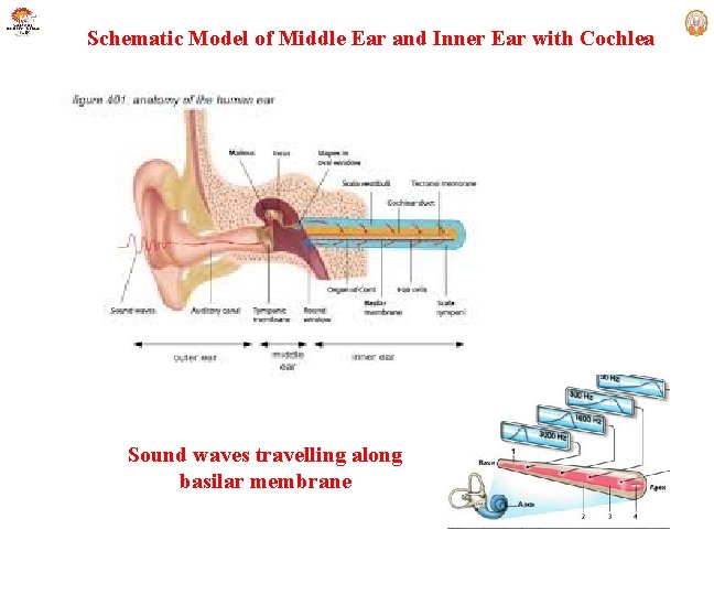 Schematic Model of Middle Ear and Inner Ear with Cochlea Sound waves travelling along