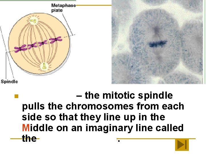 n Metaphase – the mitotic spindle pulls the chromosomes from each side so that
