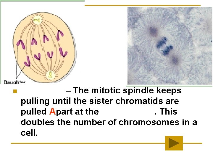 Anaphase n Anaphase – The mitotic spindle keeps pulling until the sister chromatids are