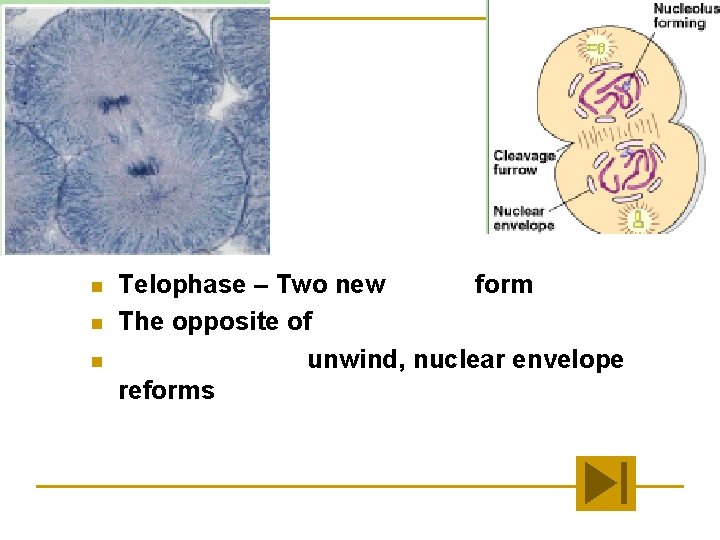 Telophase n n n Telophase – Two new nuclei form The opposite of prophase