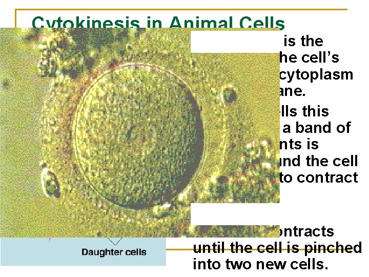 Cytokinesis in Animal Cells n n n Cytokinesis is the division of the cell’s