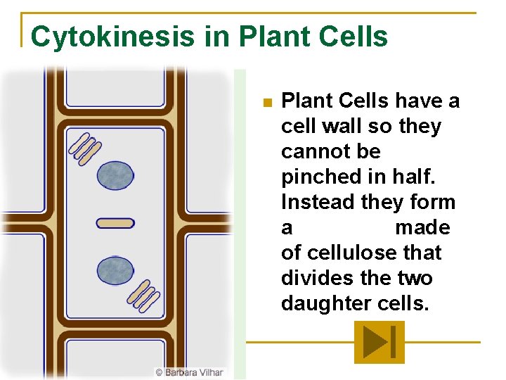 Cytokinesis in Plant Cells have a cell wall so they cannot be pinched in