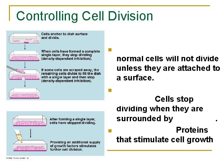 Controlling Cell Division n Anchorage Dependence normal cells will not divide unless they are