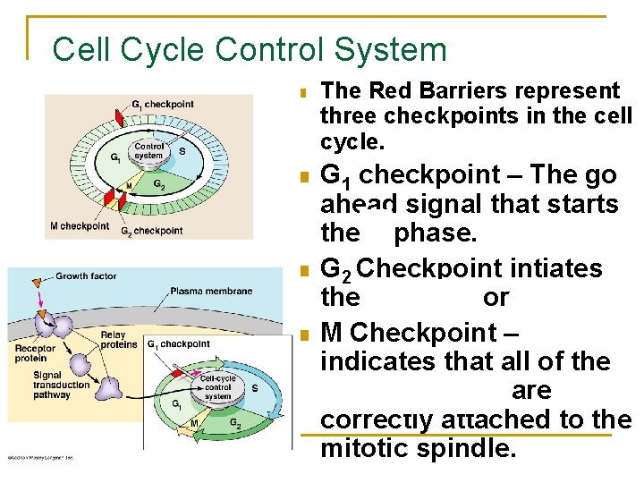 Cell Cycle Control System n n The Red Barriers represent three checkpoints in the