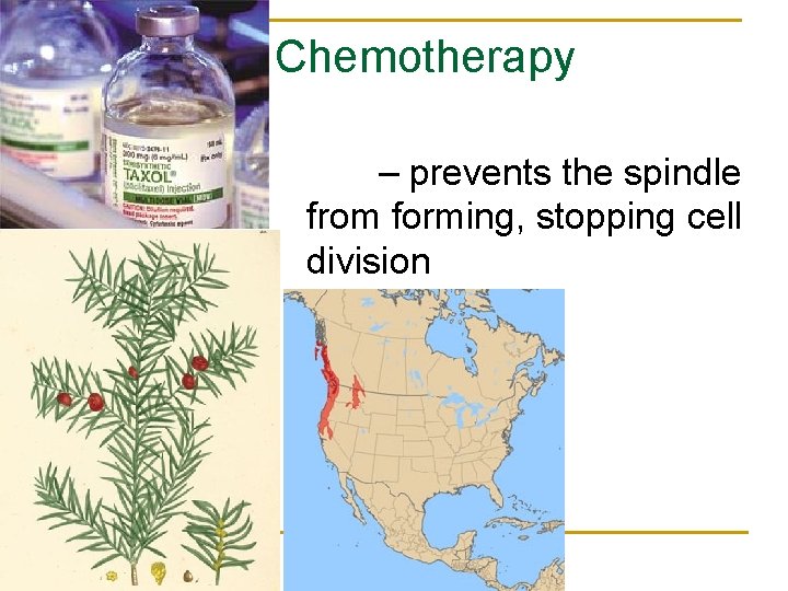 Chemotherapy Taxol – prevents the spindle from forming, stopping cell division 