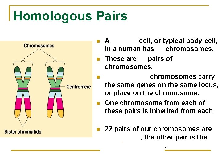 Homologous Pairs n n n A somatic cell, or typical body cell, in a