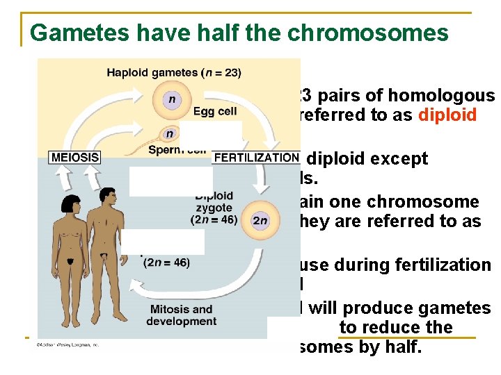 Gametes have half the chromosomes n n n Cells that contain 23 pairs of