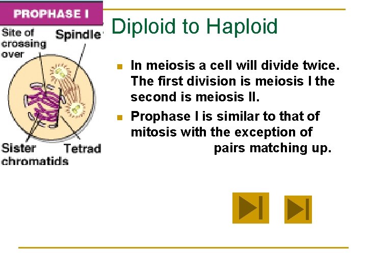 Meiosis: Diploid to Haploid n n In meiosis a cell will divide twice. The