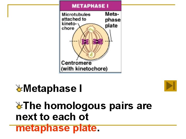 Metaphase I The homologous pairs are next to each other on the metaphase plate.