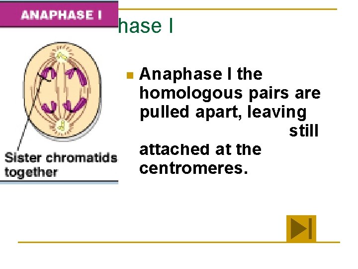 Anaphase I n Anaphase I the homologous pairs are pulled apart, leaving sister chromatids