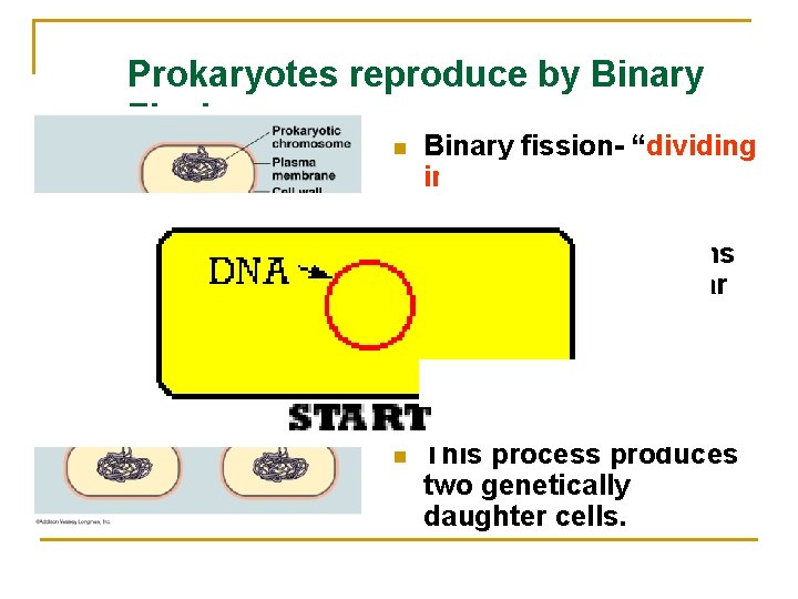 Prokaryotes reproduce by Binary Fission n Binary fission- “dividing in half” n Prokaryotic organisms