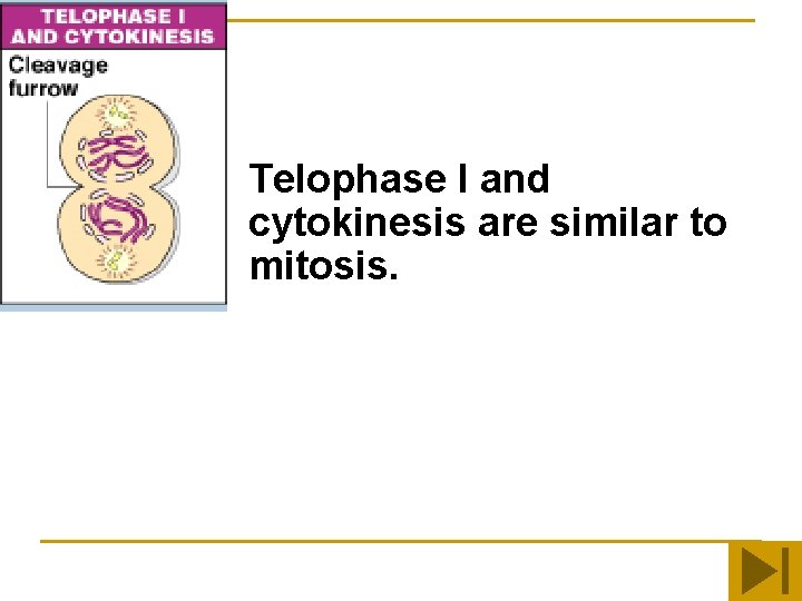 Telophase I and cytokinesis are similar to mitosis. 