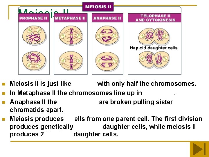 Meiosis II n n Meiosis II is just like mitosis with only half the