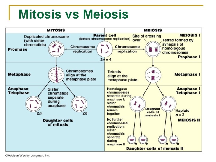 Mitosis vs Meiosis 