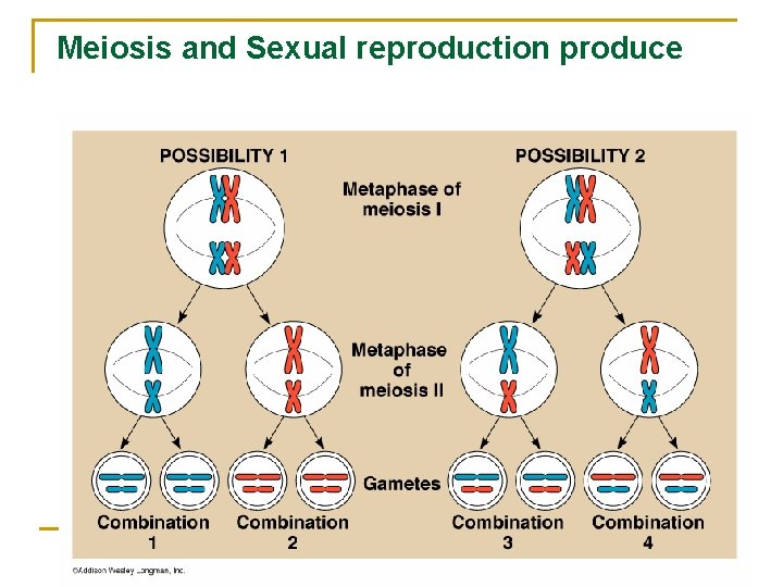 Meiosis and Sexual reproduction produce variation. 