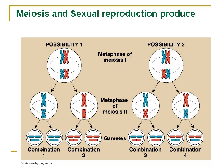 Meiosis and Sexual reproduction produce variation. 