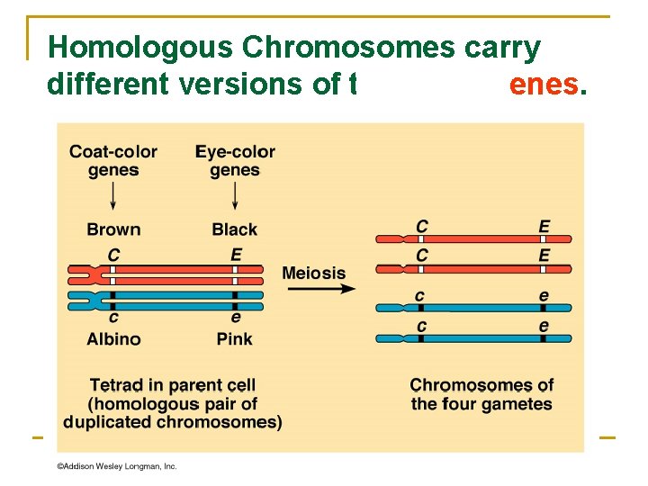 Homologous Chromosomes carry different versions of the same genes. 