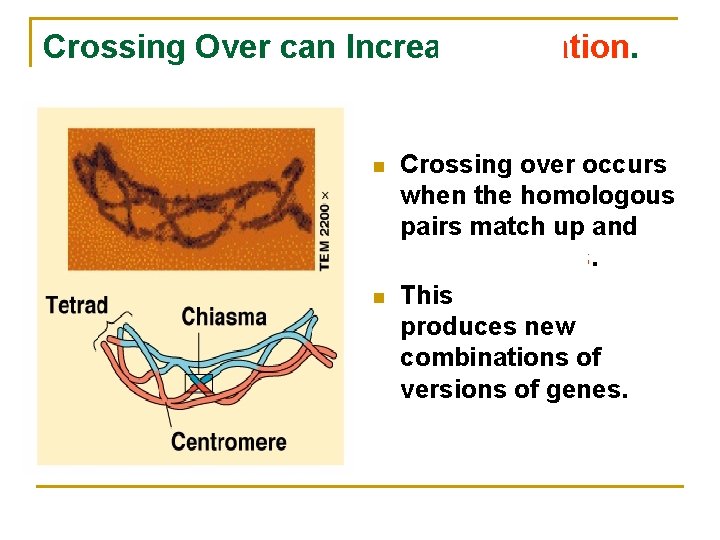 Crossing Over can Increase Variation. n n Crossing over occurs when the homologous pairs