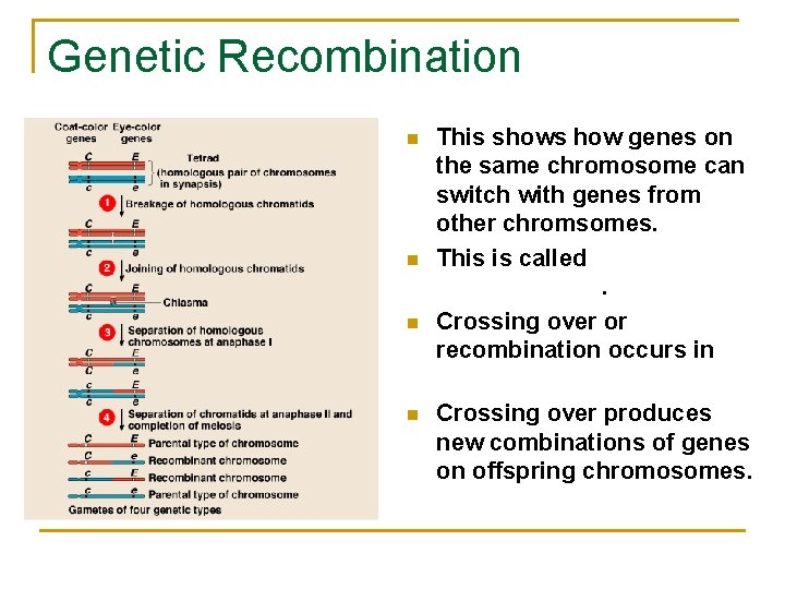 Genetic Recombination n n This shows how genes on the same chromosome can switch