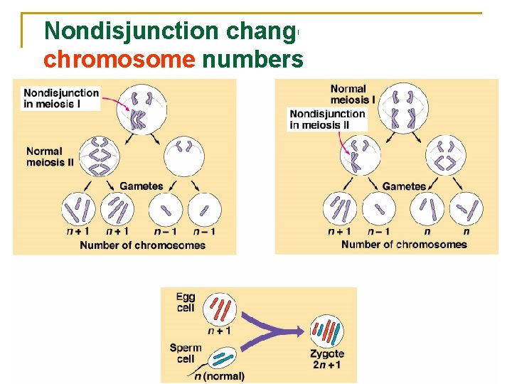 Nondisjunction changes chromosome numbers 