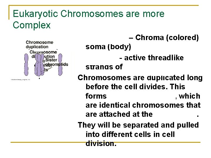 Eukaryotic Chromosomes are more Complex Chromosome – Chroma (colored) soma (body) Chromatin – active