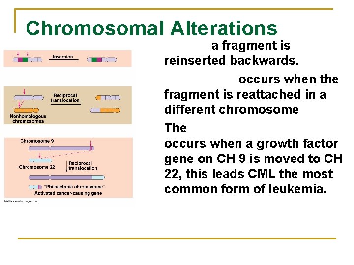 Chromosomal Alterations Inversion a fragment is reinserted backwards. Translocation occurs when the fragment is
