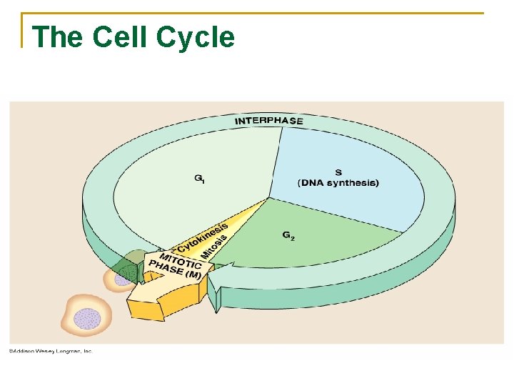 The Cell Cycle 