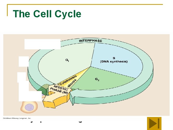 The Cell Cycle – The cell’s lifecycle. Interphase – The part of the cycle