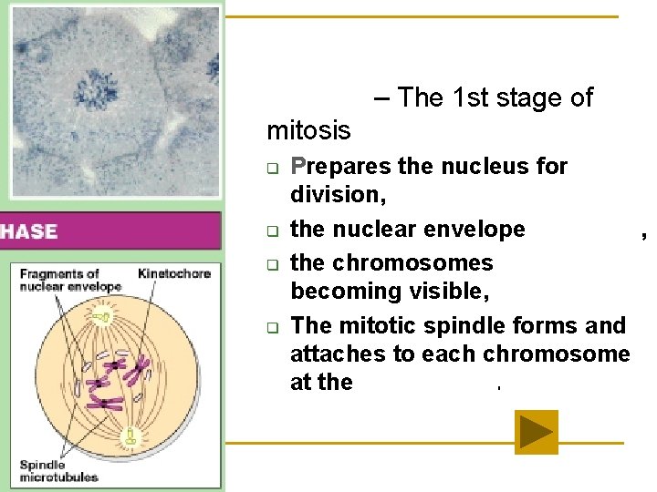 Mitosis Prophase – The 1 st stage of mitosis q q Prepares the nucleus