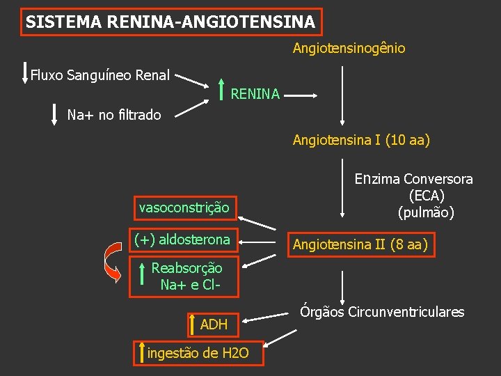 SISTEMA RENINA-ANGIOTENSINA Angiotensinogênio Fluxo Sanguíneo Renal RENINA Na+ no filtrado Angiotensina I (10 aa)