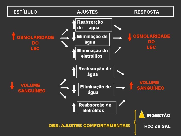 ESTÍMULO AJUSTES RESPOSTA Reabsorção de água OSMOLARIDADE DO LEC Eliminação de água Eliminação de