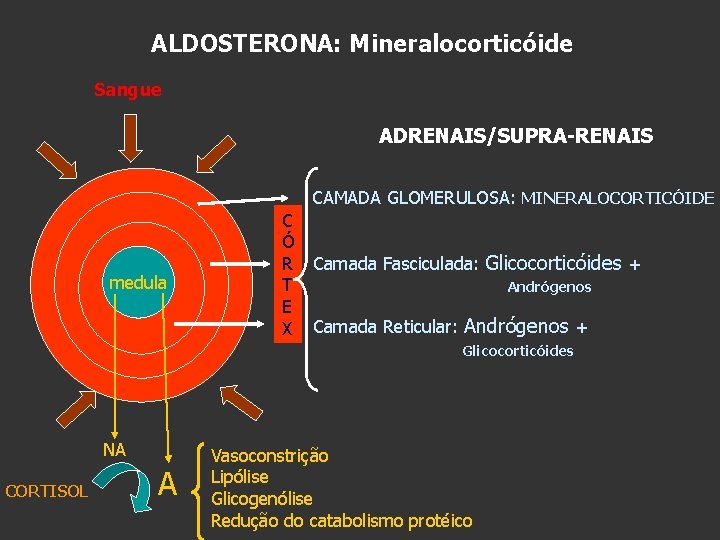 ALDOSTERONA: Mineralocorticóide Sangue ADRENAIS/SUPRA-RENAIS CAMADA GLOMERULOSA: MINERALOCORTICÓIDE medula C Ó R T E X