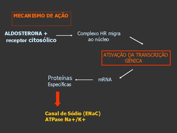 MECANISMO DE AÇÃO ALDOSTERONA + receptor citosólico Complexo HR migra ao núcleo ATIVAÇÃO DA