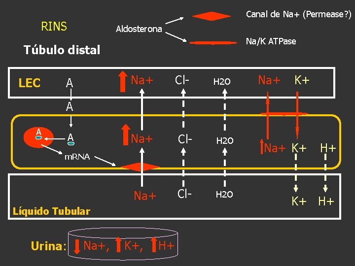 Canal de Na+ (Permease? ) RINS Aldosterona Na/K ATPase Túbulo distal LEC A Na+