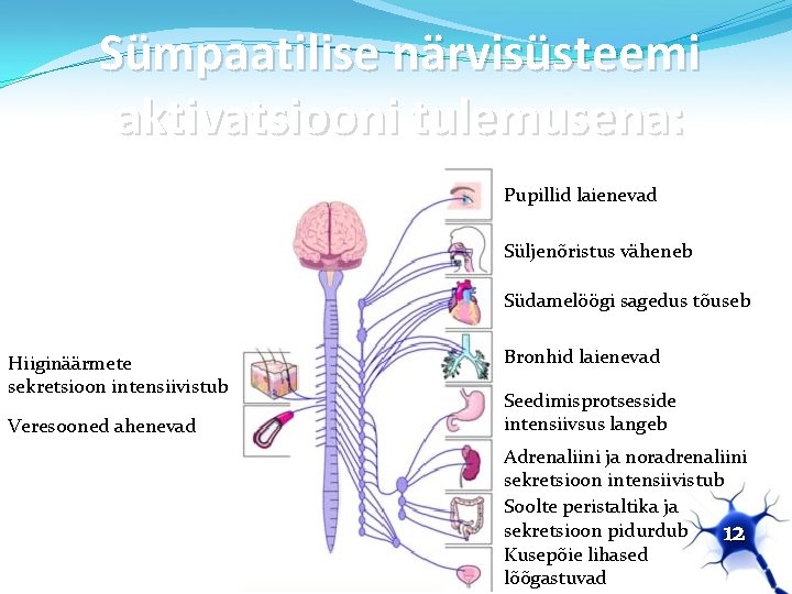 Sümpaatilise närvisüsteemi aktivatsiooni tulemusena: Pupillid laienevad Süljenõristus väheneb Südamelöögi sagedus tõuseb Hiiginäärmete sekretsioon intensiivistub