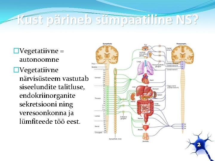 Kust pärineb sümpaatiline NS? �Vegetatiivne = autonoomne �Vegetatiivne närvisüsteem vastutab siseelundite talitluse, endokriinorganite sekretsiooni