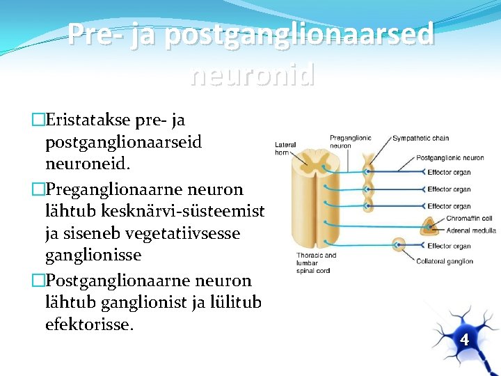 Pre- ja postganglionaarsed neuronid �Eristatakse pre- ja postganglionaarseid neuroneid. �Preganglionaarne neuron lähtub kesknärvi-süsteemist ja