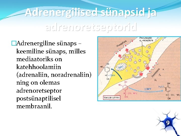 Adrenergilised sünapsid ja adrenoretseptorid �Adrenergiline sünaps – keemiline sünaps, milles mediaatoriks on katehhoolamiin (adrenaliin,