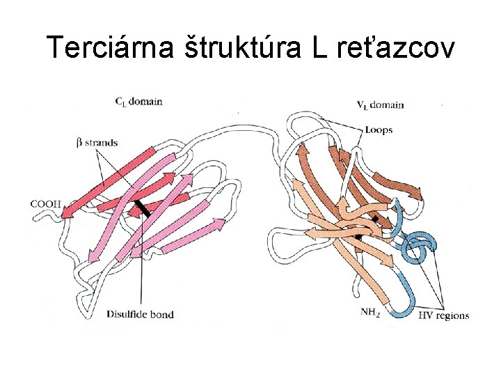 Terciárna štruktúra L reťazcov 