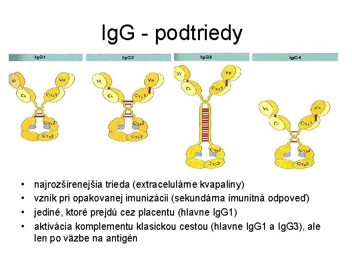 Ig. G - podtriedy • • najrozšírenejšia trieda (extracelulárne kvapaliny) vznik pri opakovanej imunizácii