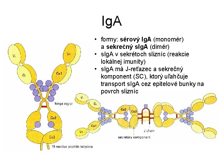 Ig. A • formy: sérový Ig. A (monomér) a sekrečný s. Ig. A (dimér)