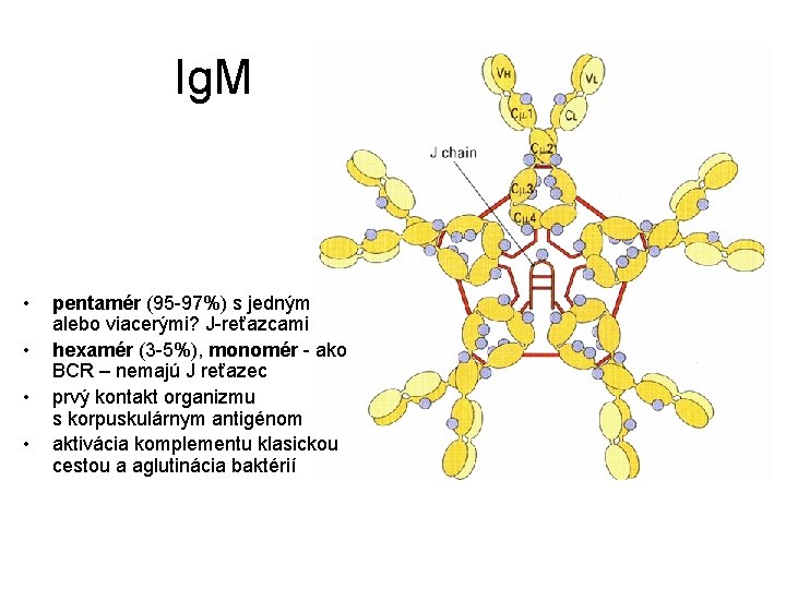 Ig. M • • pentamér (95 -97%) s jedným alebo viacerými? J-reťazcami hexamér (3