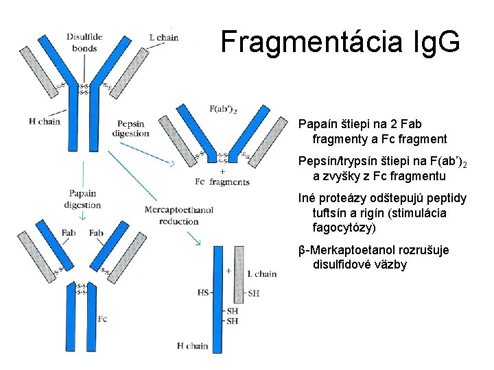 Fragmentácia Ig. G Papaín štiepi na 2 Fab fragmenty a Fc fragment Pepsín/trypsín štiepi