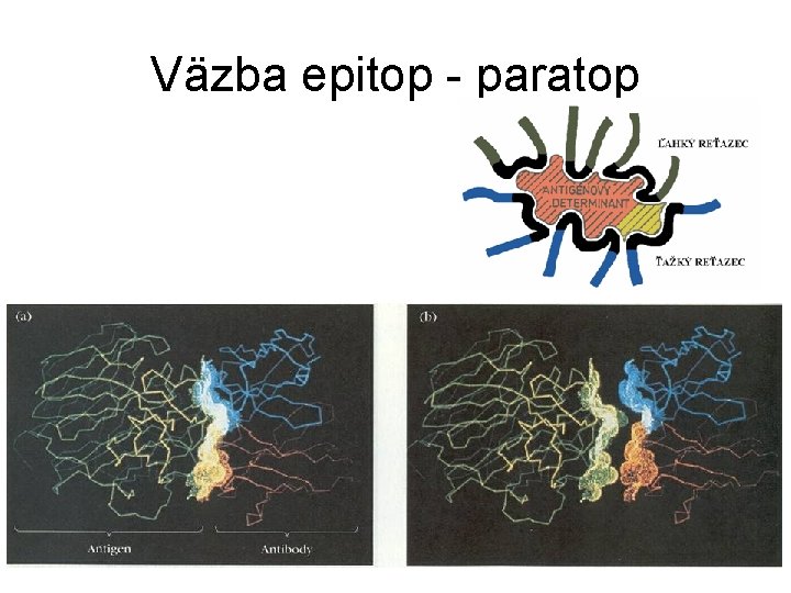 Väzba epitop - paratop 