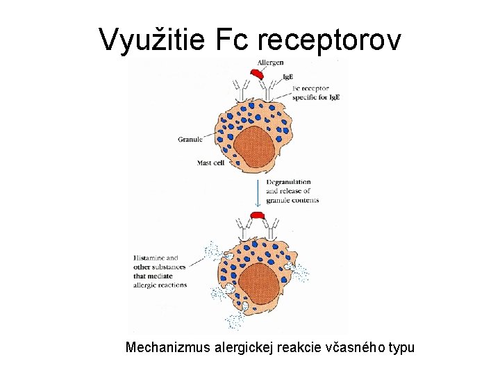 Využitie Fc receptorov Mechanizmus alergickej reakcie včasného typu 